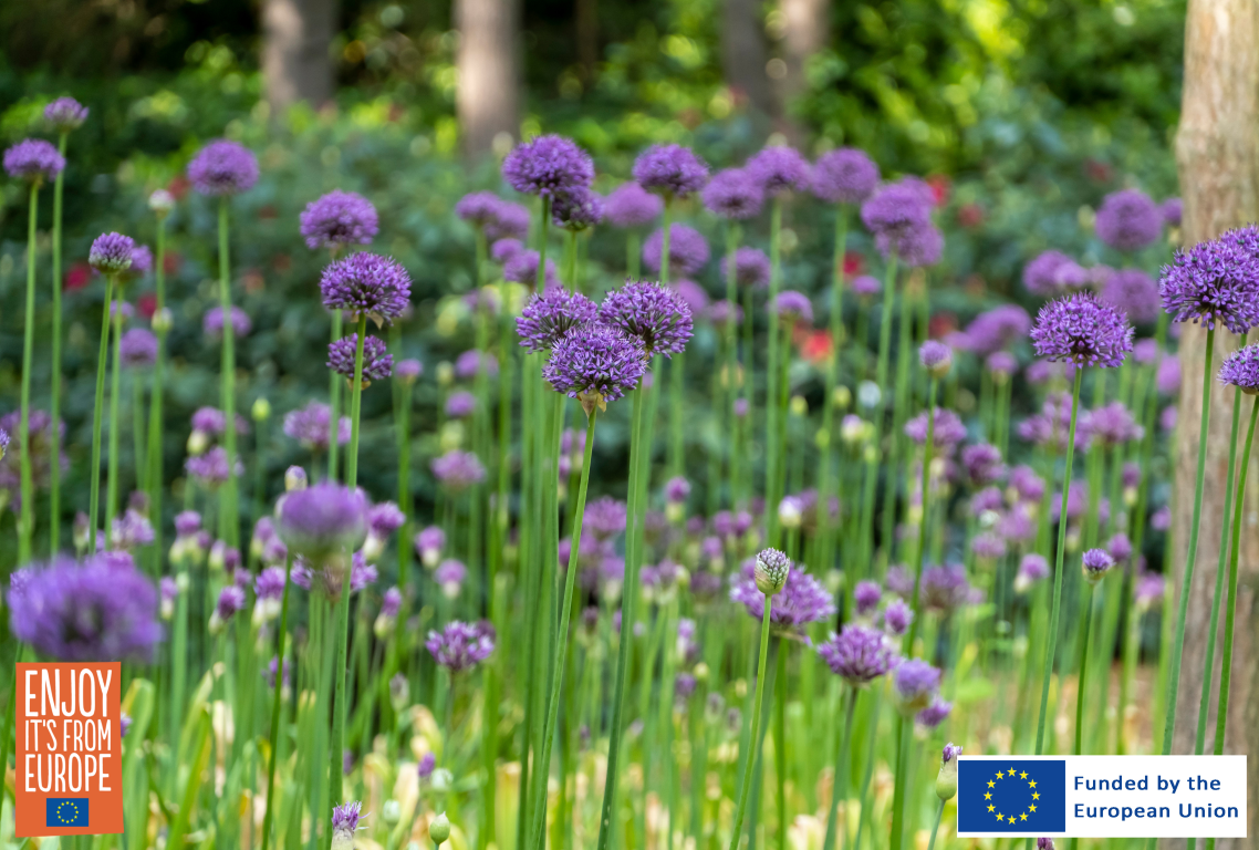 Image of Allium