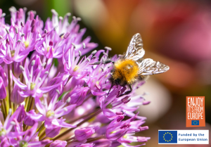 Image of Allium