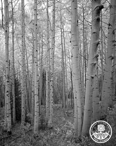 Aspen Grove photographs