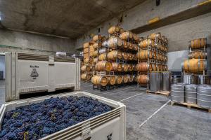 Mature Vineyards and $1M+ Production Equipment Included