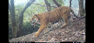 Royal Bengal Tiger moving through forest in Thimphu Bhutan