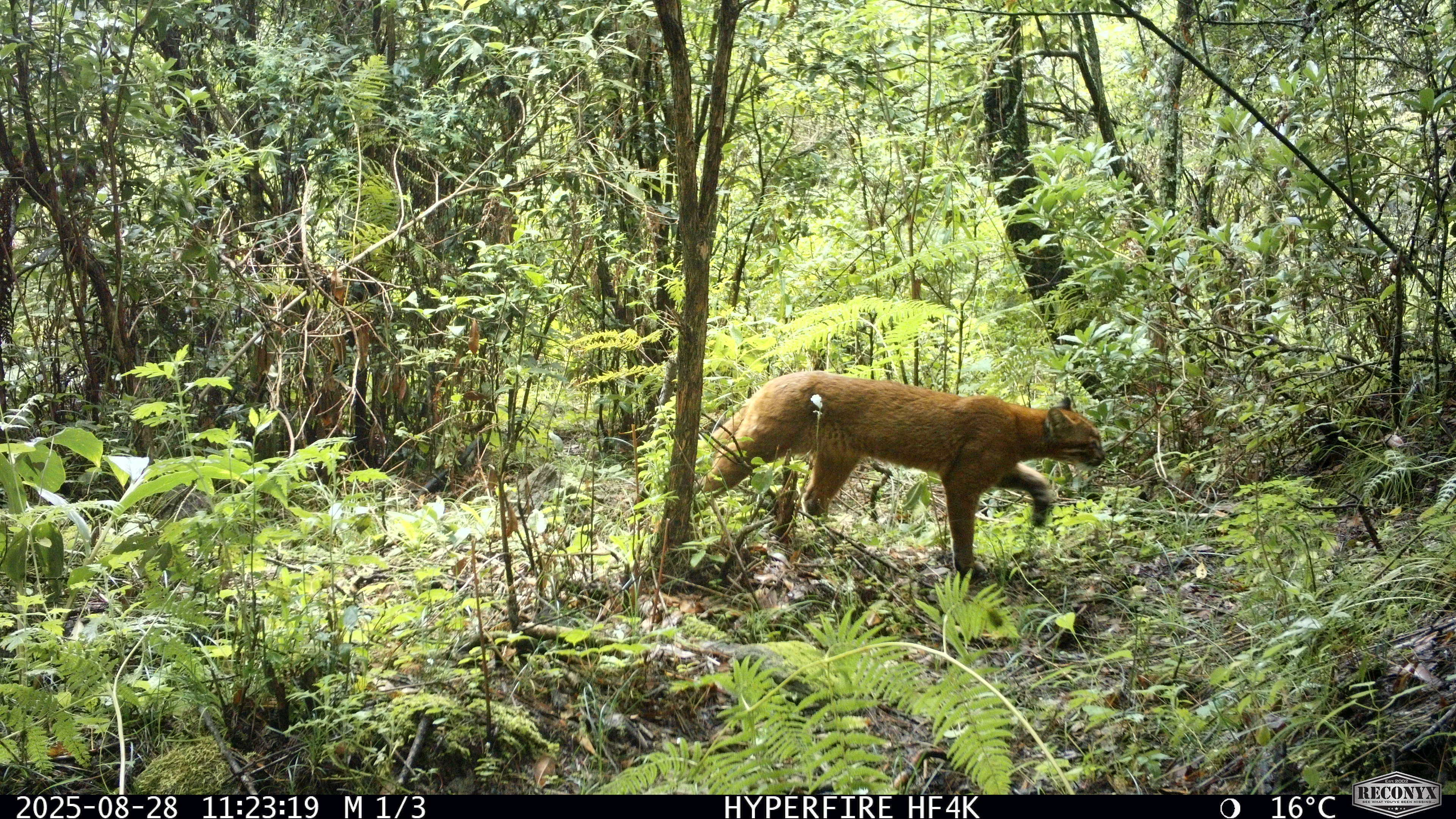 Elusive Asiatic golden cat in Bhutan Wangchuck Centennial National Park, Bhutan