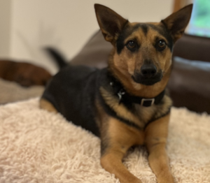 Arrow Bed Bug Inspection