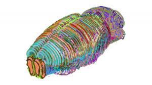 Three-dimensional mouse brain rendering colored by region