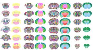 48 small colorful brain diagrams arranged in an 8 by 6 rectangular grid
