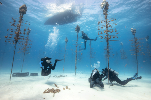 A team of divers working in the world's largest coral tree nursery in clear water with the dive boat above