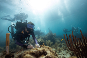 A dive team working to rehome corals on a reef in the Florida Keys