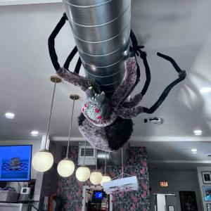 Susan the Spider