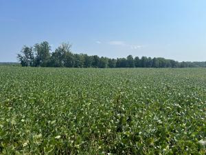 Highlights of the property include frontage on the South Anna River, frontage on Ambler and Shannon Hills Roads, crop land, forest and woodlands, two (2) homes, several large shops/storage buildings, grain bins and drying systems and a central VA location