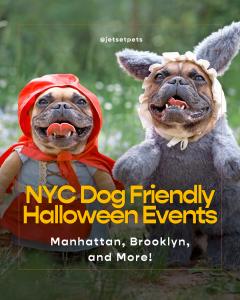 Jet Set Pets NYC Events Coverage