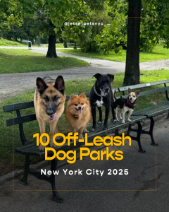 Jet Set Pets Local Coverage of Dog-Friendly Places in NYC
