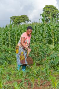Photo shows a woman farmer in a field in Rungwe district, Tanzania
