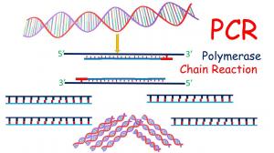 Polymerase Chain Reaction Market