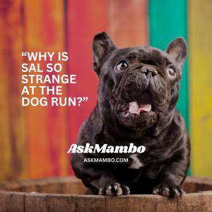 AskMambo.com - Why is Sal so strange at the dog run? | AskMambo.com is a free smart assistant for dog parents. Any question. Any breed. Any time.