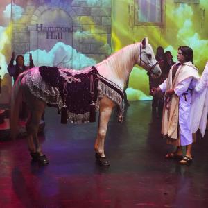 White Arabian horse on stage