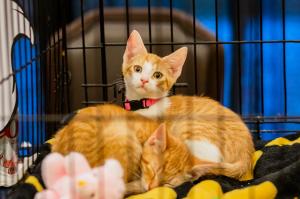 Virginia Cat Festival Kittens
