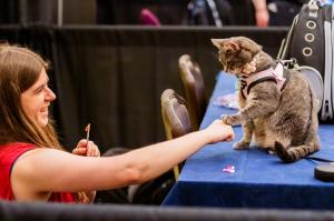 Cat Behavior at the Virginia Cat Festival