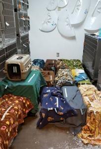 Animal Outreach of the Mother Lode overcrowded surgery area
