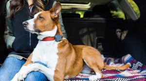 Pet Wearable Market