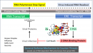 Flipons Defend against Pathogenic Viruses