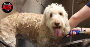best dog grooming salon in st louis of 2025