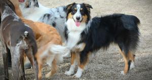 holiday pet boarding for thanksgiving