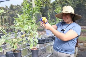 Janet from Everglades Farm tends to trees and plants at the Homestead nursery