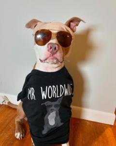 Pictured here is a 2024 Wondercide Wonderween Contest Winner @polothepittie.