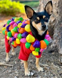 Pictured here is a 2024 Wonderween Contest winner @pickleshoudini.