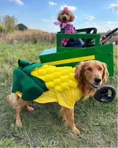 Pictured here is a 2024 Wondercide Wonderween Contest Winner @ourberrytails.