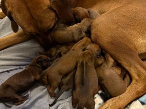available Rhodesian Ridgeback puppies in texas 2026