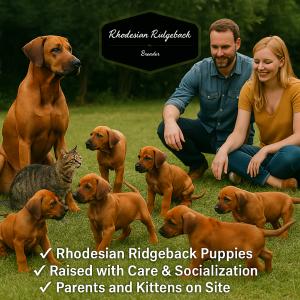 Rhodesian Ridgeback puppy in texas now 2026