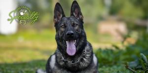 Highly trained German Shepherd protection dog from Specialty Dog Training watching over a family at home, showcasing trust and safety