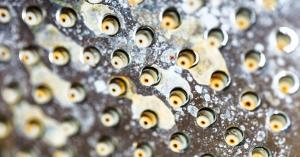 Hard water causes calcium deposits on faucets