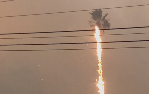 Malibu palm tree in flames