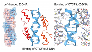 Flipons and Z-DNA and Zinc Finger proteins and Gene Transcription