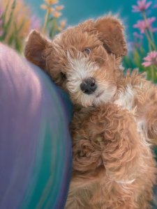 a cute poodle dog lying on a colorful meadow on a spring day