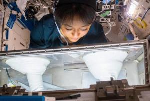 A Saudi astronaut conducts biomedical research aboard the International Space Station, where KFSHRC led four scientific experiments exploring immune cell behavior and gene activity in microgravity.
