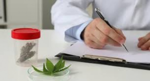 Documenting cannabis samples for quality compliance and safe patient care.