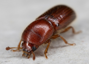 Mediterranean oak borer