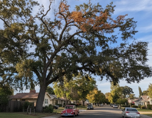 Canopy dieback