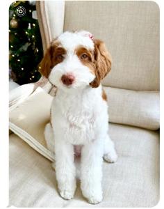 mini Goldendoodle breeder CA