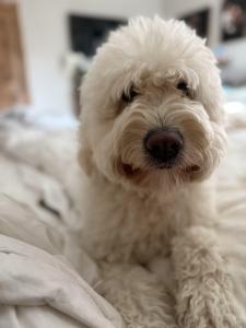 toy Goldendoodle breeder