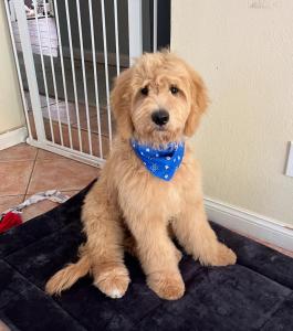 teacup Goldendoodle breeders