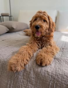 micro Goldendoodle breeders
