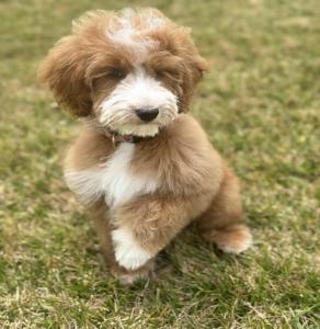 top California Goldendoodle breeder