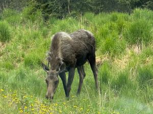 Moose live around the lodge and are a fun to see