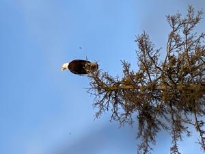 Eagles are all over the place. We love to watch them.