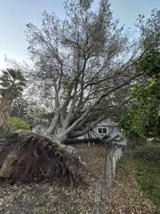 Tree Falling On House