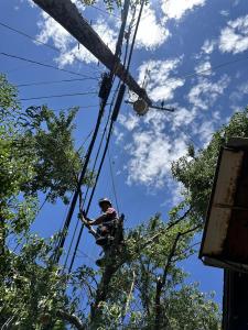 Tree Branches Falling Near Powerlines